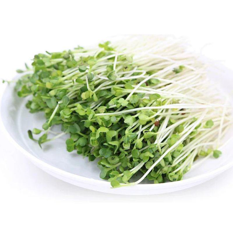 萝卜苗