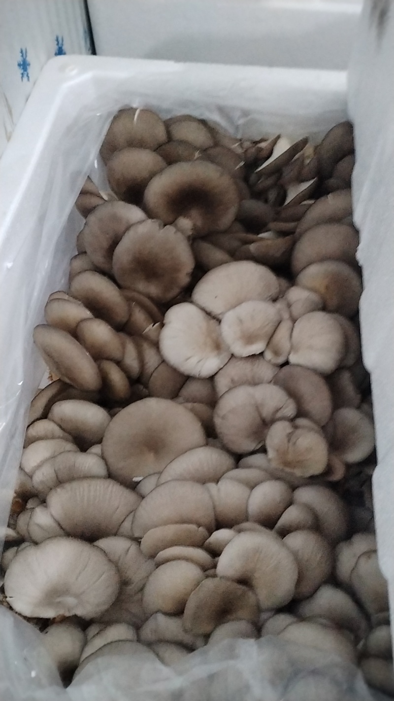 鲜平菇！当天采摘当天发货！提升厂品质量，尽力适应市场需求