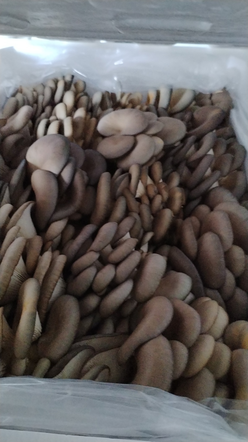 鲜平菇！当天采摘当天发货！提升厂品质量，尽力适应市场需求