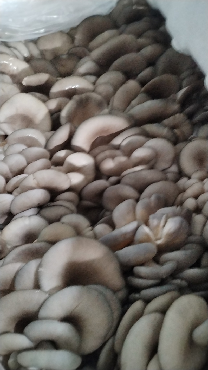 鲜平菇！当天采摘当天发货！提升厂品质量，尽力适应市场需求