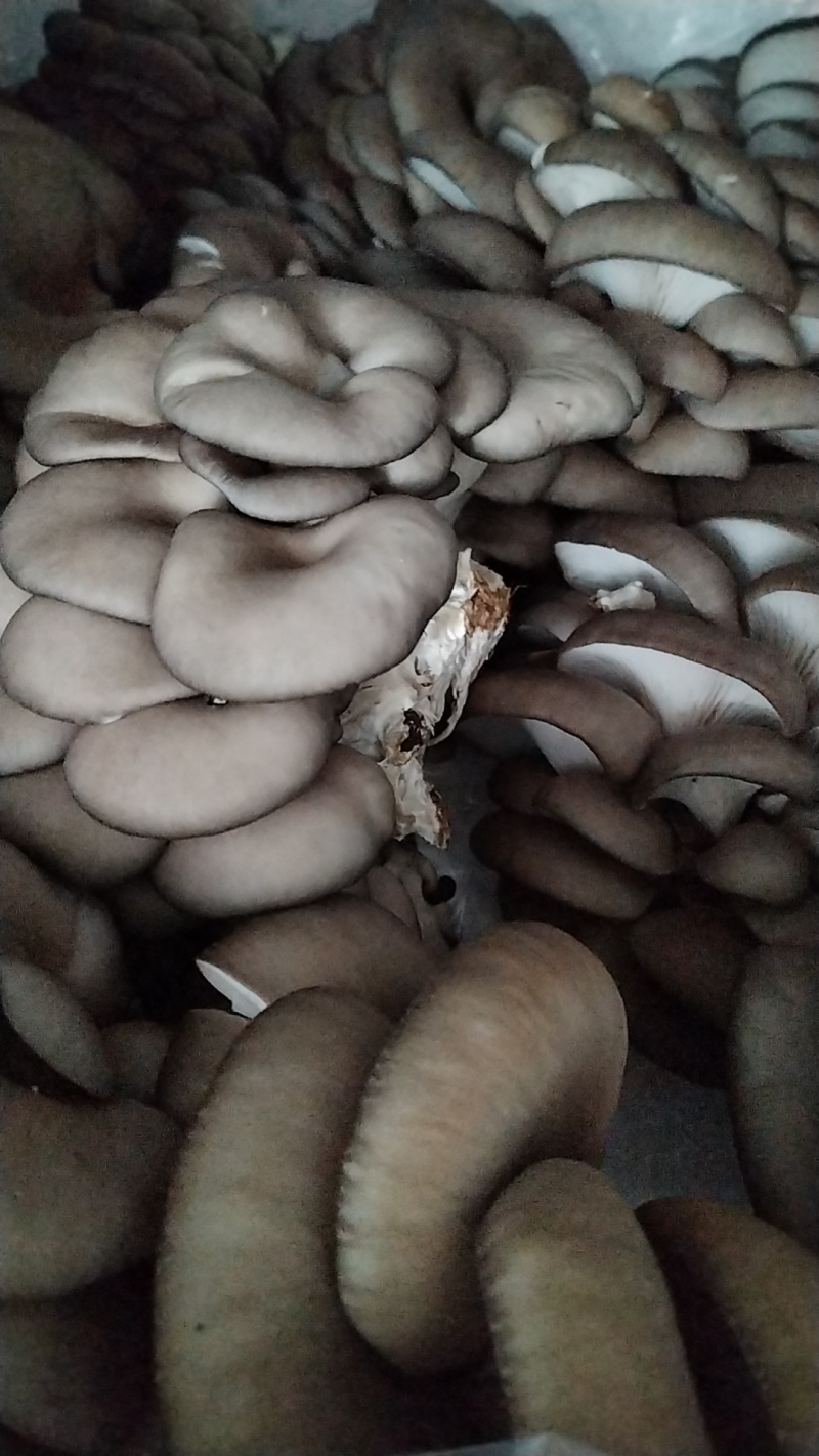 鲜平菇！当天采摘当天发货！提升厂品质量，尽力适应市场需求
