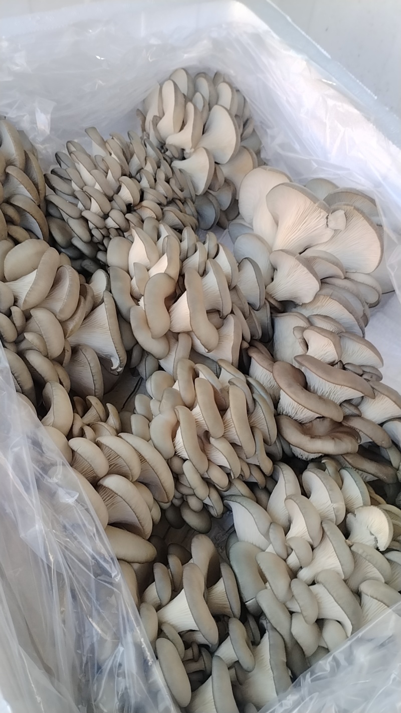 鲜平菇！当天采摘当天发货！提升厂品质量，尽力适应市场需求