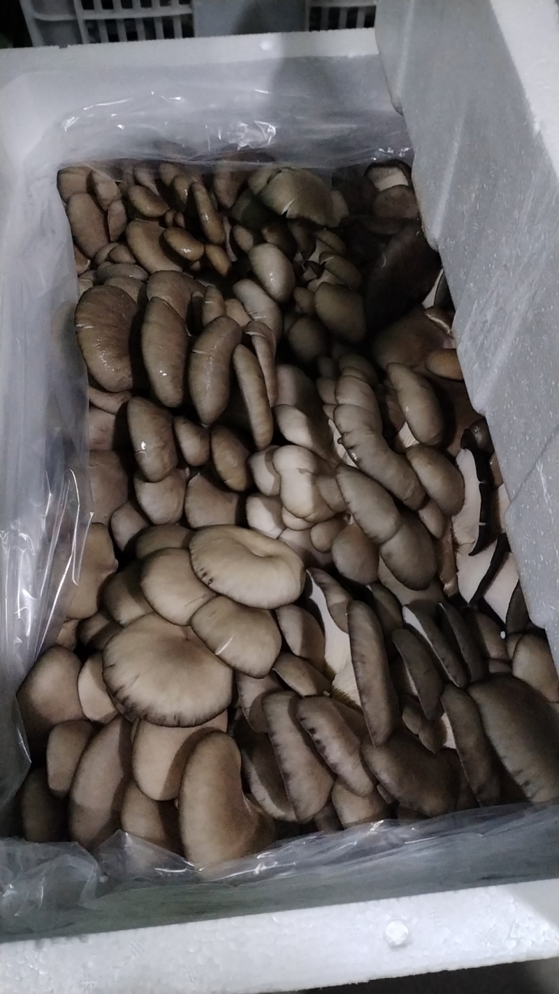 鲜平菇！当天采摘当天发货！提升厂品质量，尽力适应市场需求
