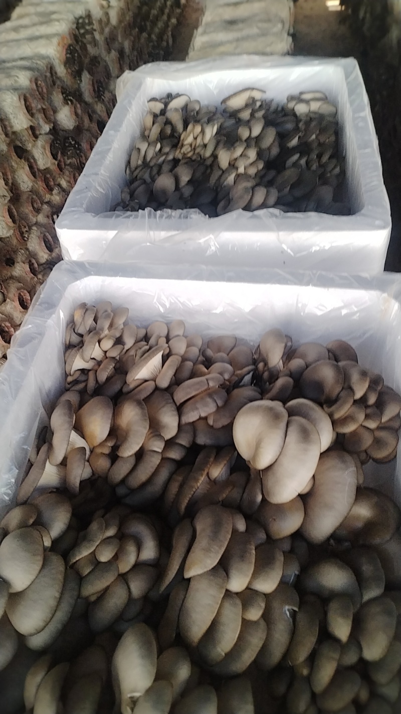 鲜平菇！当天采摘当天发货！提升厂品质量，尽力适应市场需求