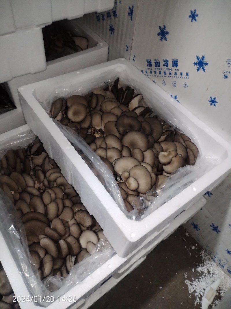 鲜平菇！当天采摘当天发货！提升厂品质量，尽力适应市场需求