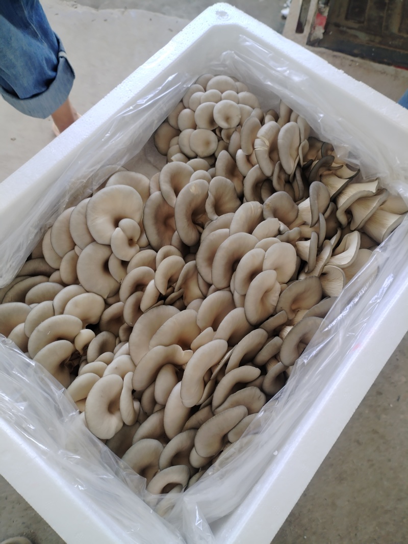 鲜平菇！当天采摘当天发货！提升厂品质量，尽力适应市场需求
