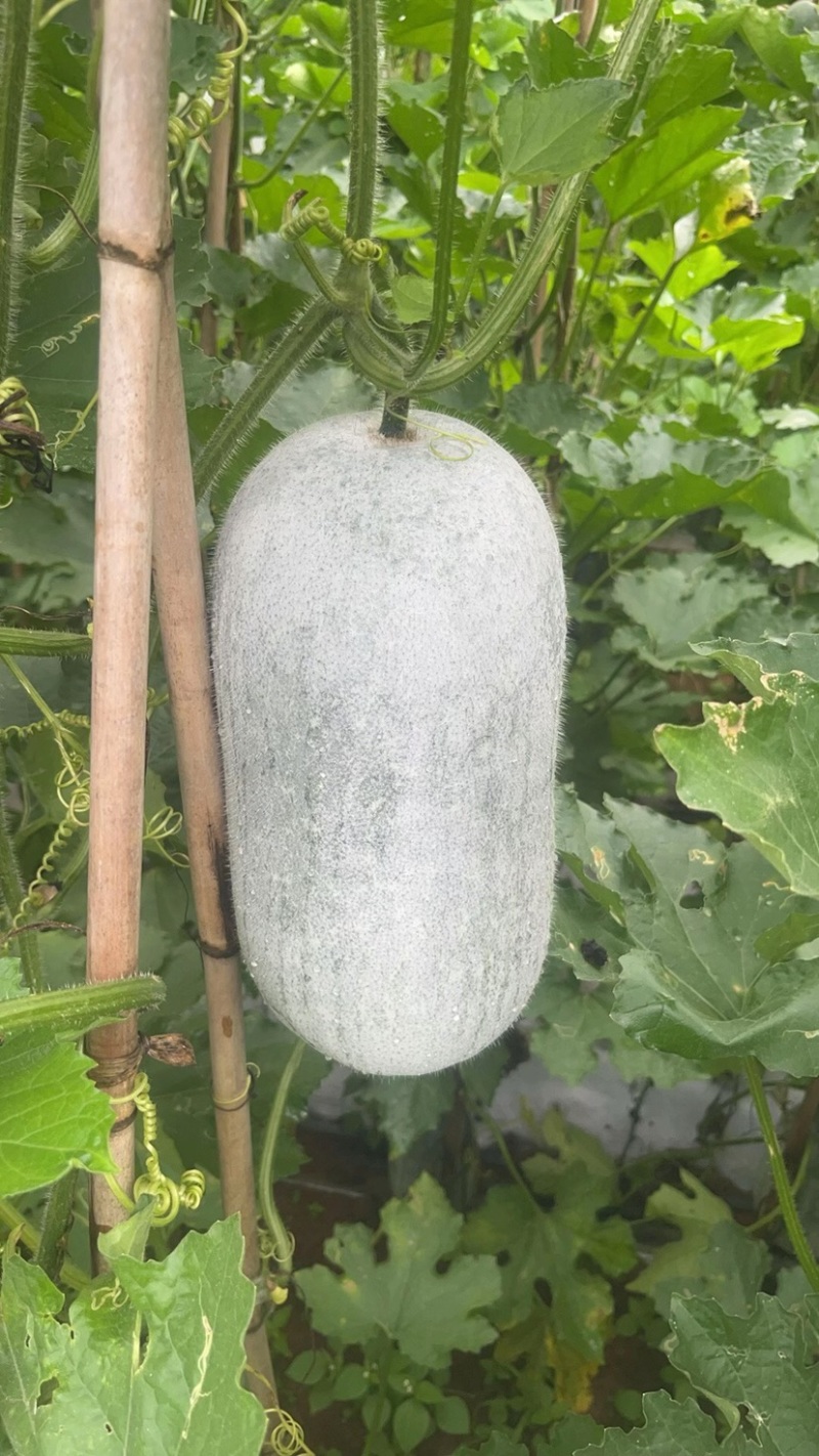 云南香甜小冬瓜