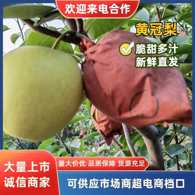 皇冠梨/河北梨/廊坊梨/口感脆甜/产地直发/精选品质