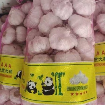 精品大蒜大青稞紫皮蒜大量有货现货先发一手货源