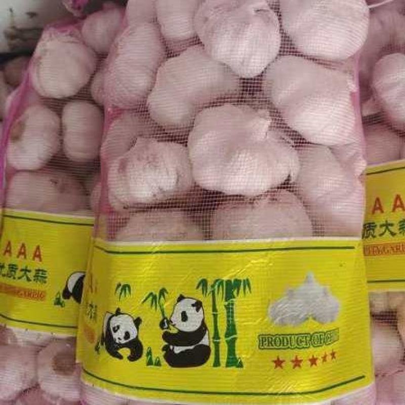 精品大蒜大青稞紫皮蒜大量有货现货先发一手货源
