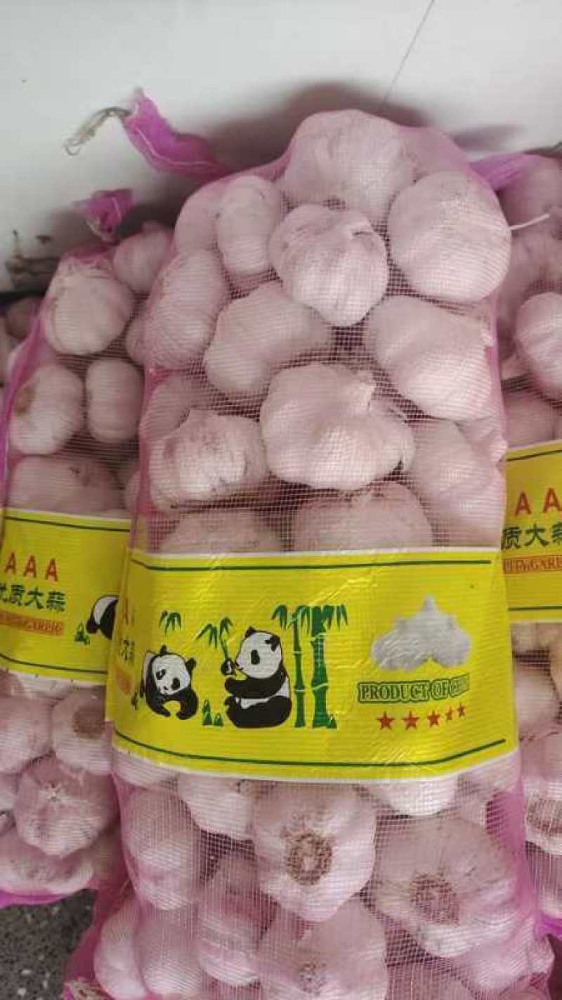 精品大蒜大青稞紫皮蒜大量有货现货先发一手货源