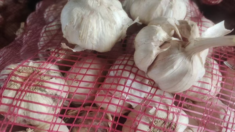 精品大蒜大青稞紫皮蒜大量有货现货先发一手货源