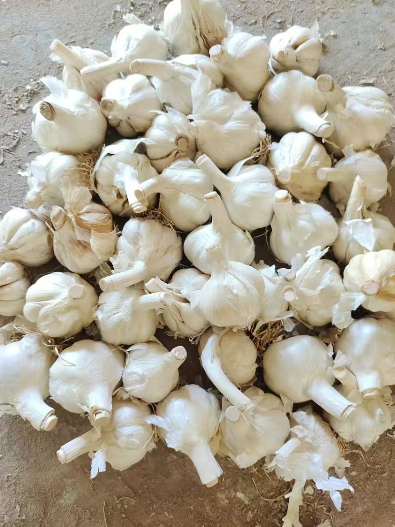 精品大蒜大青稞紫皮蒜大量有货现货先发一手货源