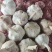 精品大蒜大青稞紫皮蒜大量有货现货先发一手货源