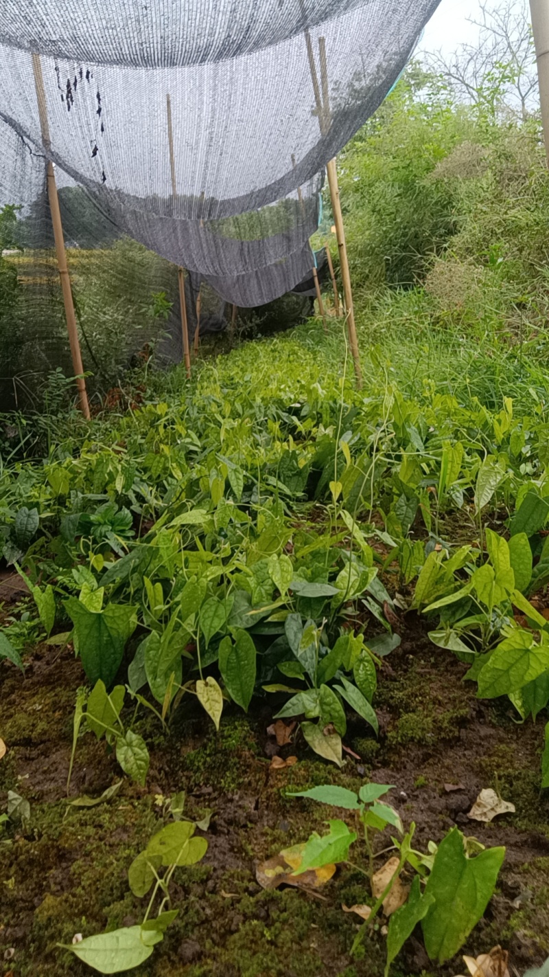 金果榄，金果榄苗，地苦胆苗。野生种子训化，含量够