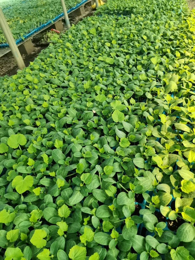 山东精品黄瓜苗得瑞特D86强雌油亮短把高产！