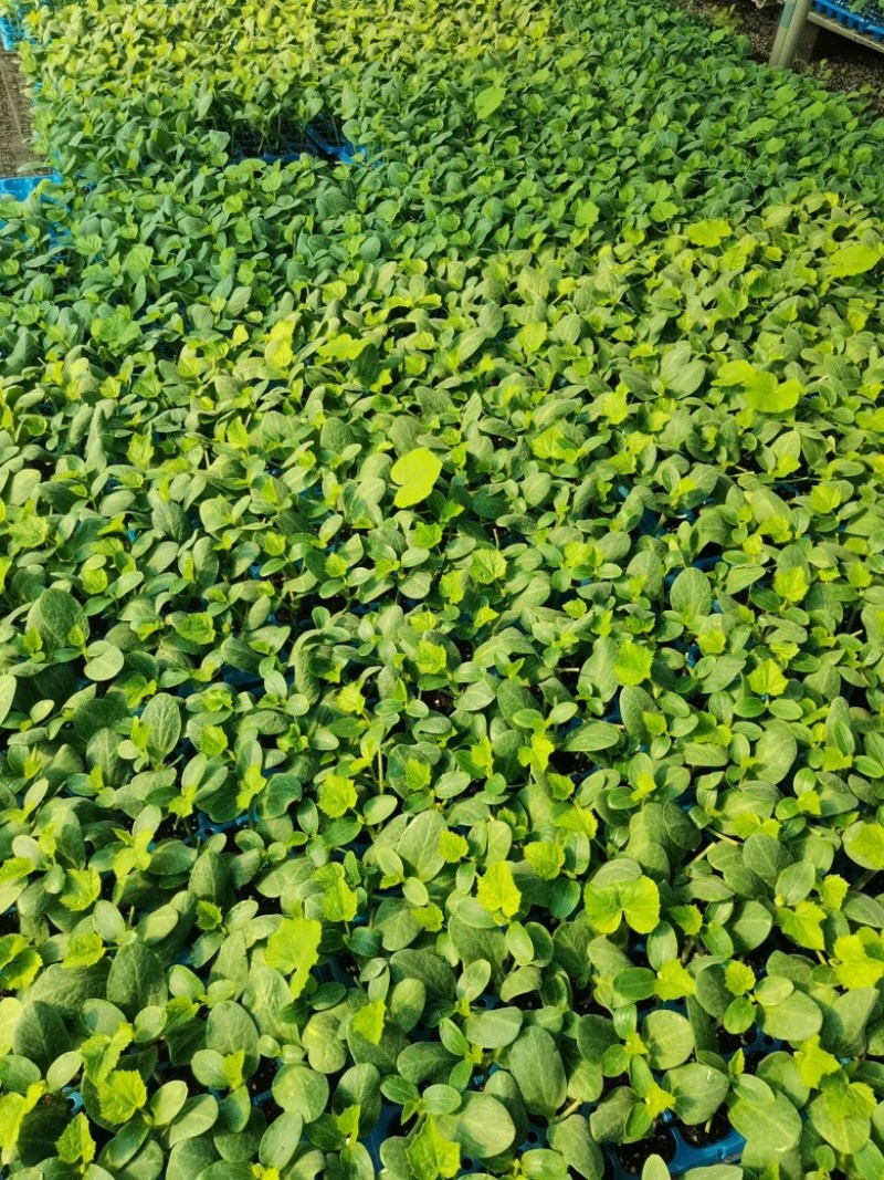 山东精品黄瓜苗得瑞特D86强雌油亮短把高产！