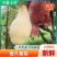 五九香梨/正宗贵妃梨/产地直发/量大货优/欢迎来电咨询