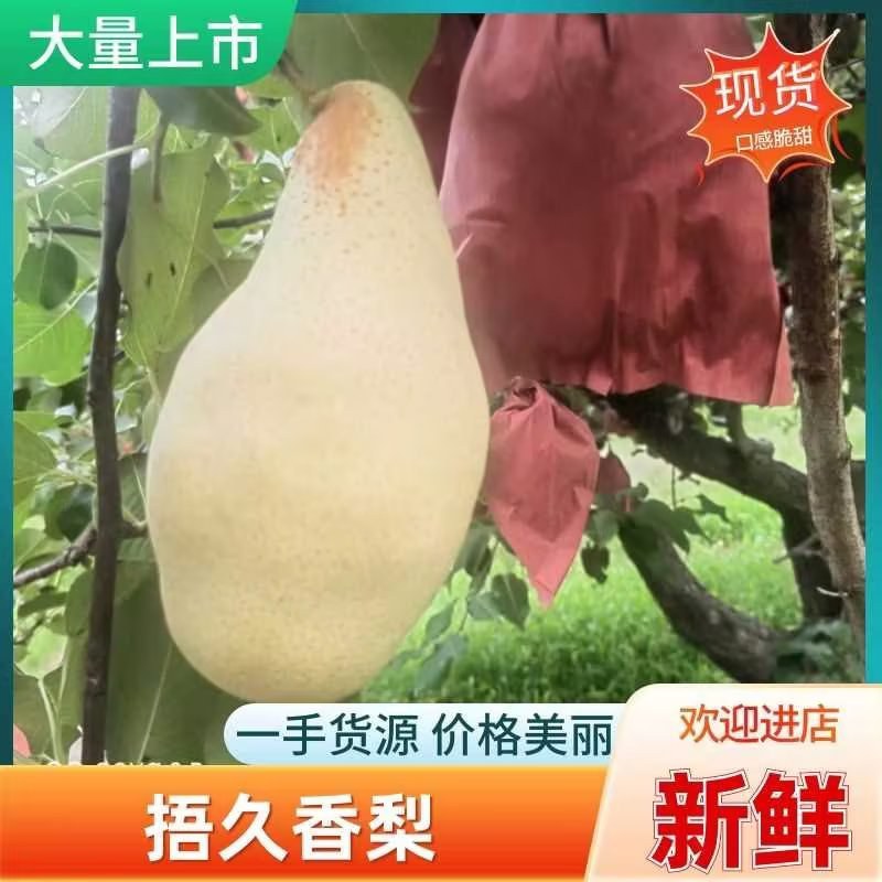 五九香梨/正宗贵妃梨/产地直发/量大货优/欢迎来电咨询