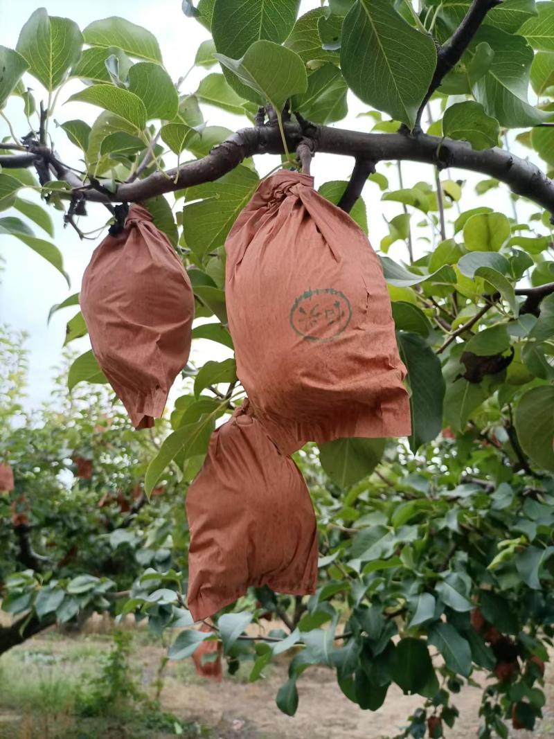 香蕉梨/河北梨/廊坊梨/果品大/口感甜电/欢迎咨询
