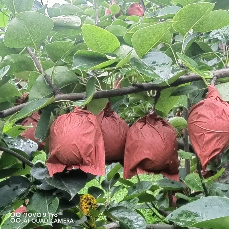 彩虹梨/河北红梨/口感脆甜/产地直发/精选好果