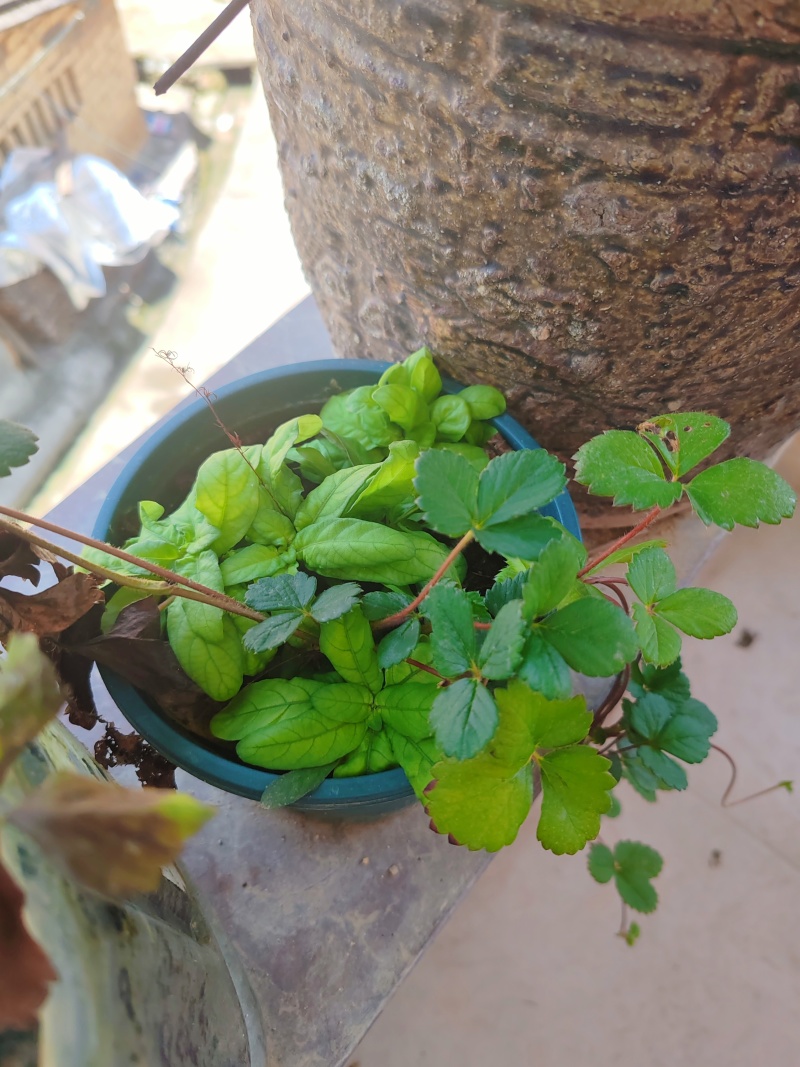 白背草，白背地胆头鲜品干货，量大从优质量保证