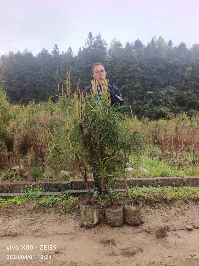 杜英，湖南杜英，福建杜英
