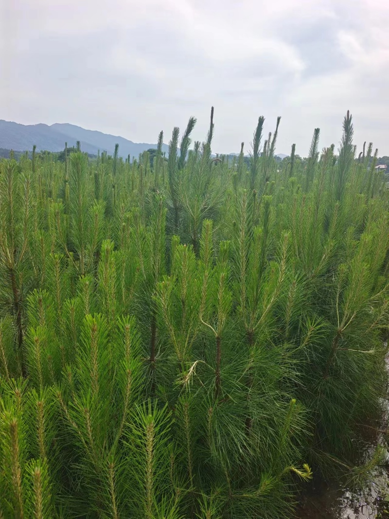 杜英，湖南杜英，福建杜英