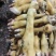 火烧黄牛脚
