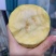 【软糯甜香】奶油芭乐新鲜上市个大味甜量大从优欢迎选购