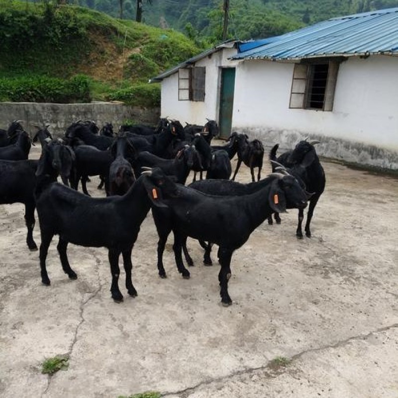 散养黑山羊努比亚黑山羊苗怀孕大母羊种公羊羊羔羊苗