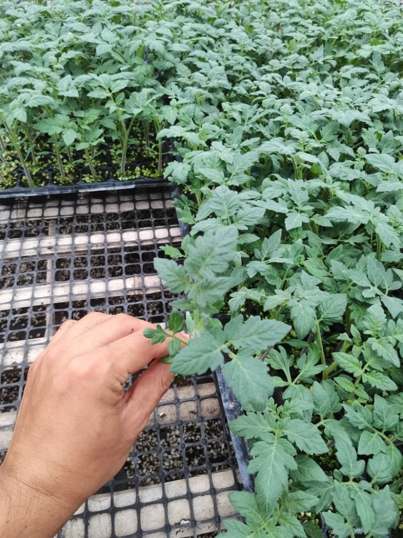 山东大粉西红柿苗大量上市成活率高欢迎咨询！