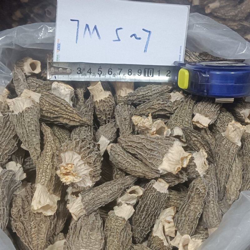 【推荐】羊肚菌干菇全国发货包邮货真价实质量保证