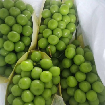 阳光玫瑰葡萄