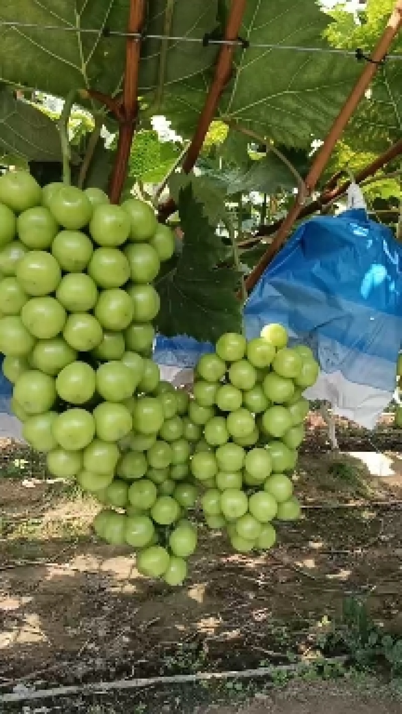 阳光玫瑰葡萄