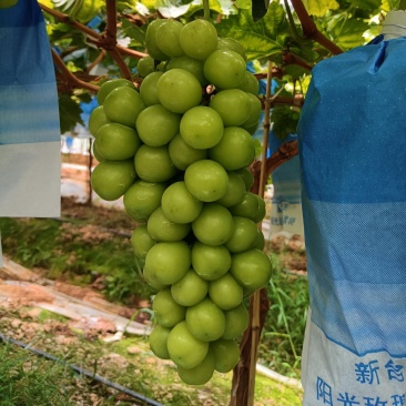 云南精品阳光玫瑰