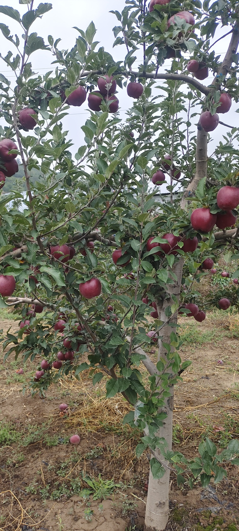 甘肃天水精品花牛苹果大量有货，欢迎需要的老板联系