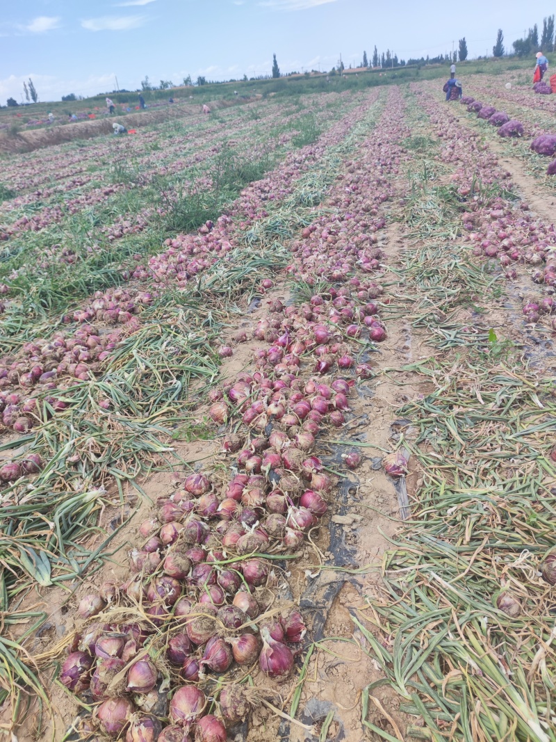 甘肃精品紫、红皮洋葱，产地直发，品质保证量大从优欢迎联系