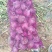 甘肃精品紫、红皮洋葱，产地直发，品质保证量大从优欢迎联系