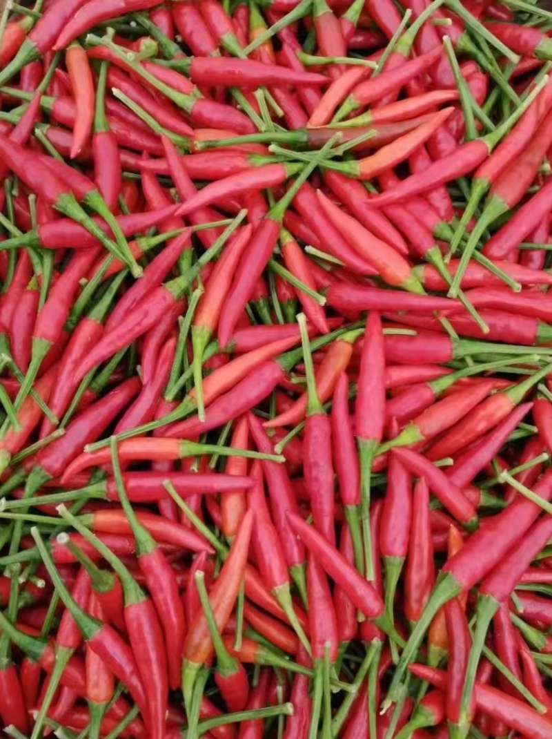 小米椒
