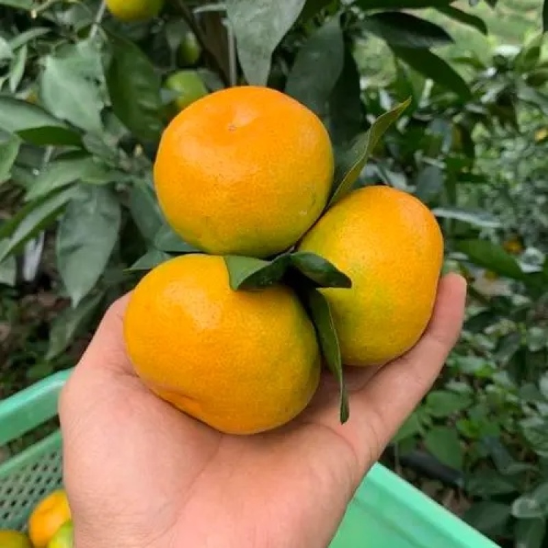 精选湖北《高山蜜橘》/基地直供/现摘现发/早熟蜜橘~蜜桔