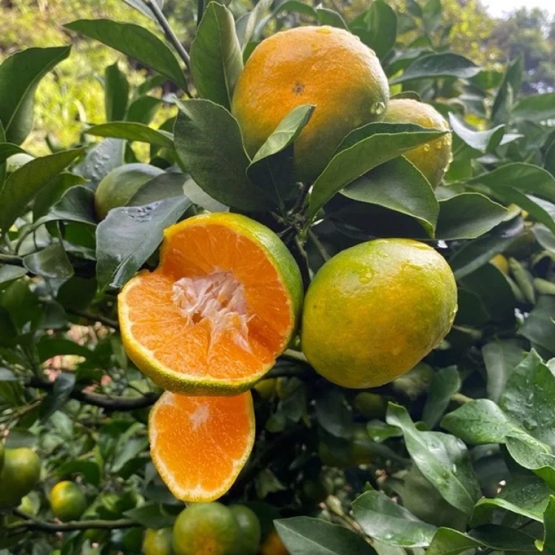 精选湖北《高山蜜橘》/基地直供/现摘现发/早熟蜜橘~蜜桔