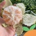 精选湖北《高山蜜橘》/基地直供/现摘现发/早熟蜜橘~蜜桔