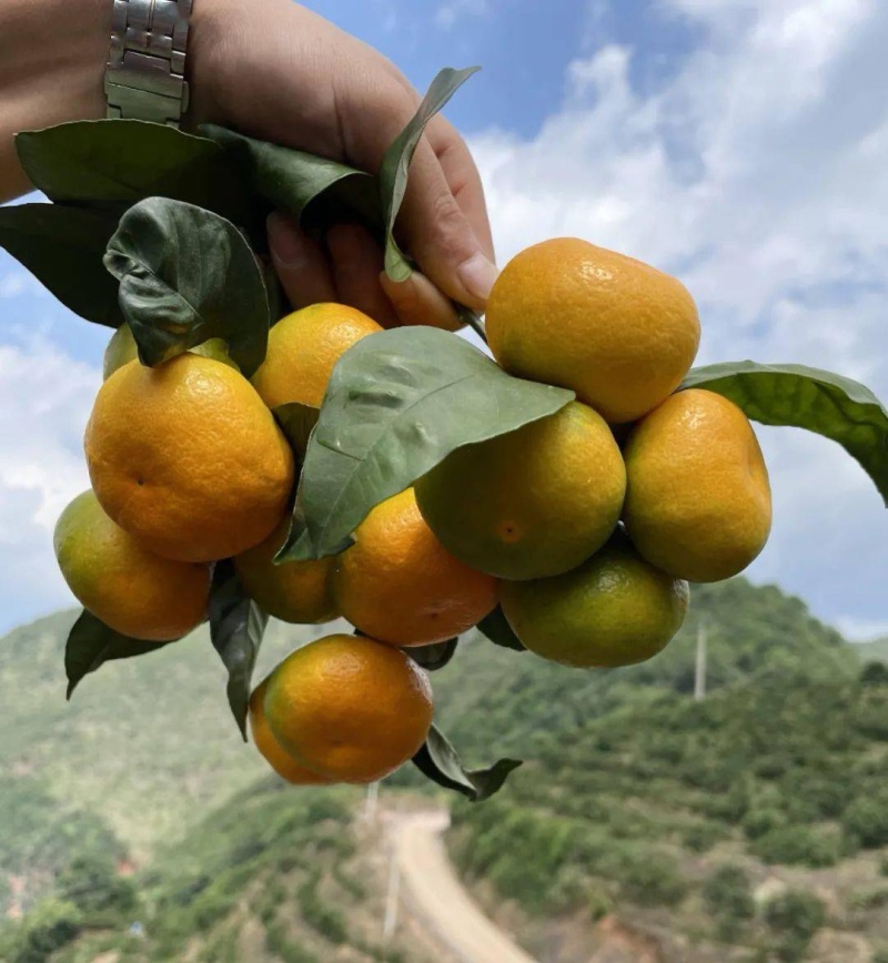 精选湖北《高山蜜橘》/基地直供/现摘现发/早熟蜜橘~蜜桔
