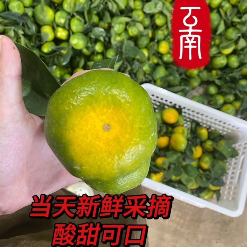精选湖北《高山蜜橘》/基地直供/现摘现发/早熟蜜橘~蜜桔