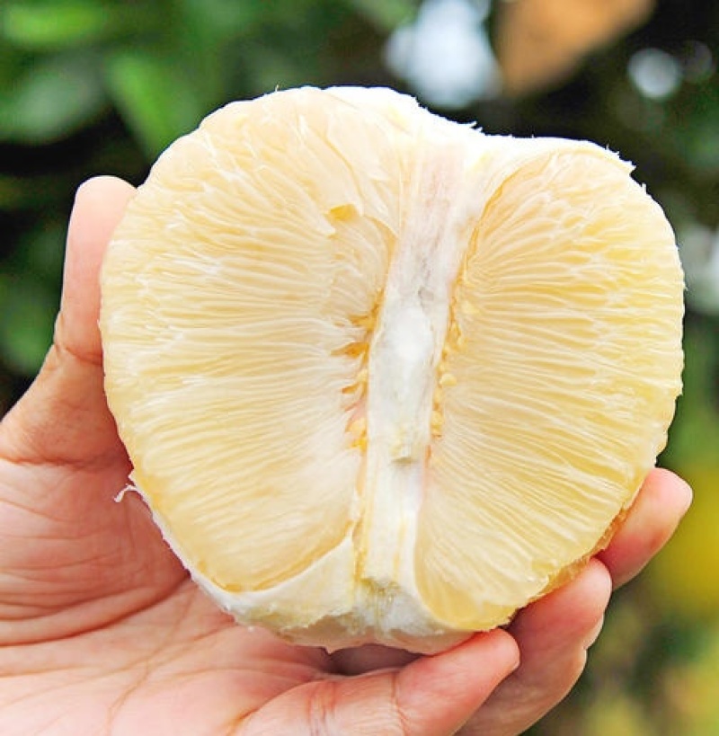 《白心柚》湖北柚子红心蜜柚现货供应随到随装全国发货