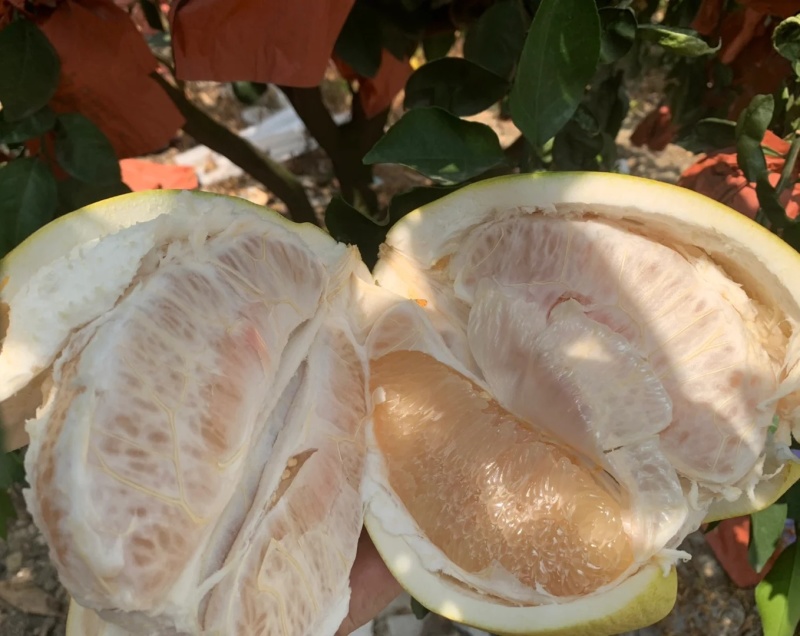 《白心柚》湖北柚子红心蜜柚现货供应随到随装全国发货
