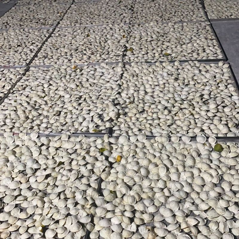自产自销陈皮2024年三花青皮正宗选择品质无忧