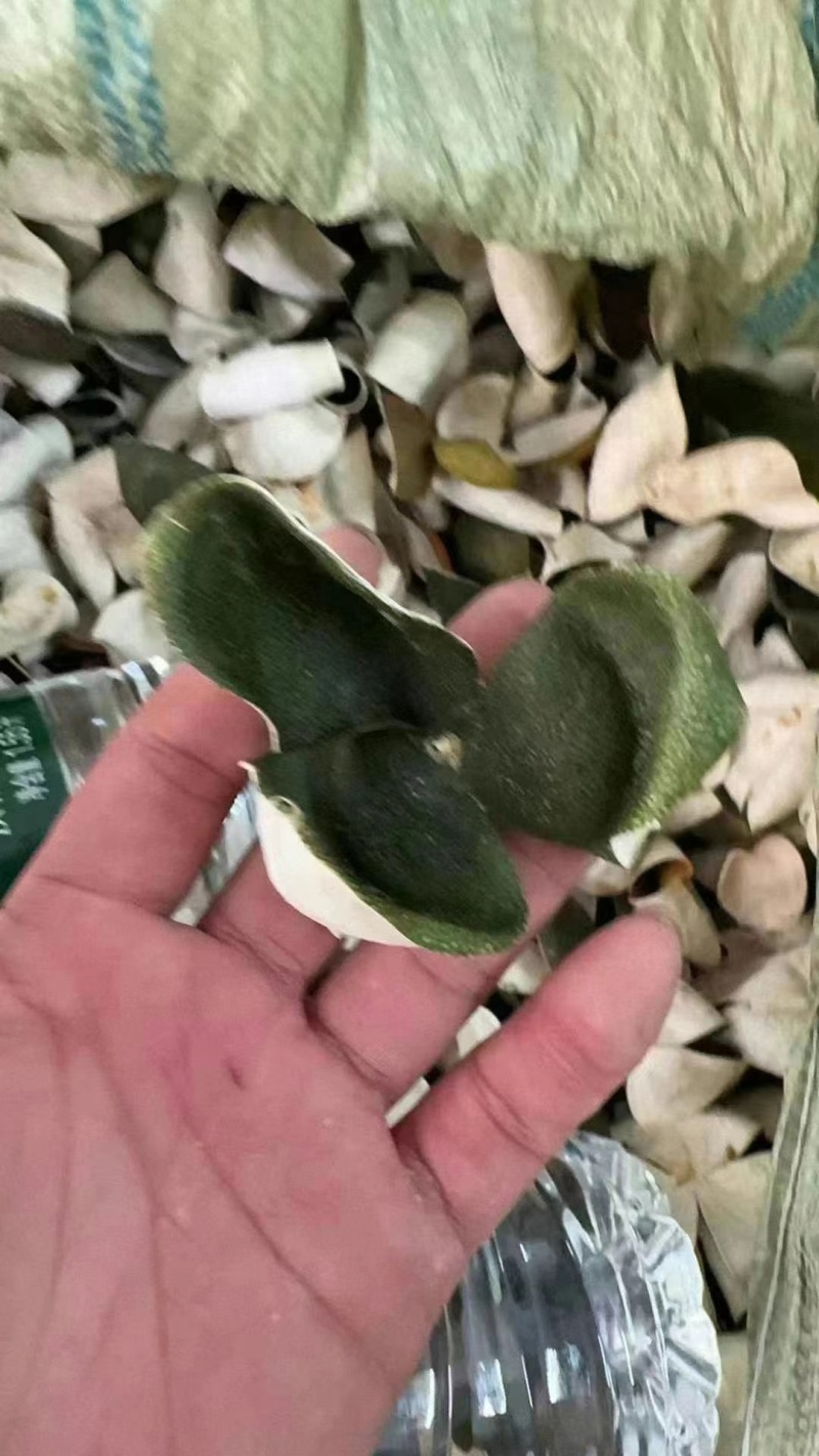 自产自销陈皮2024年三花青皮正宗选择品质无忧