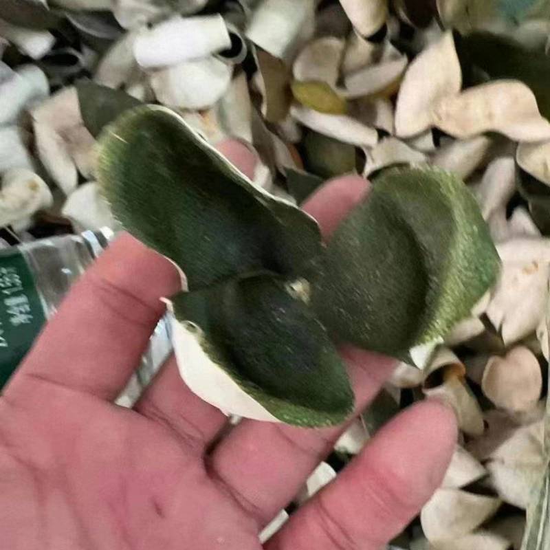自产自销陈皮2024年三花青皮正宗选择品质无忧